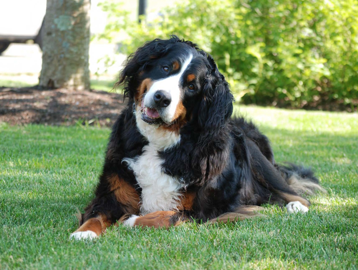 Photograph of Bailey (Bernese Mountain Dog)